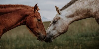 Two Horses Connecting With Each Other