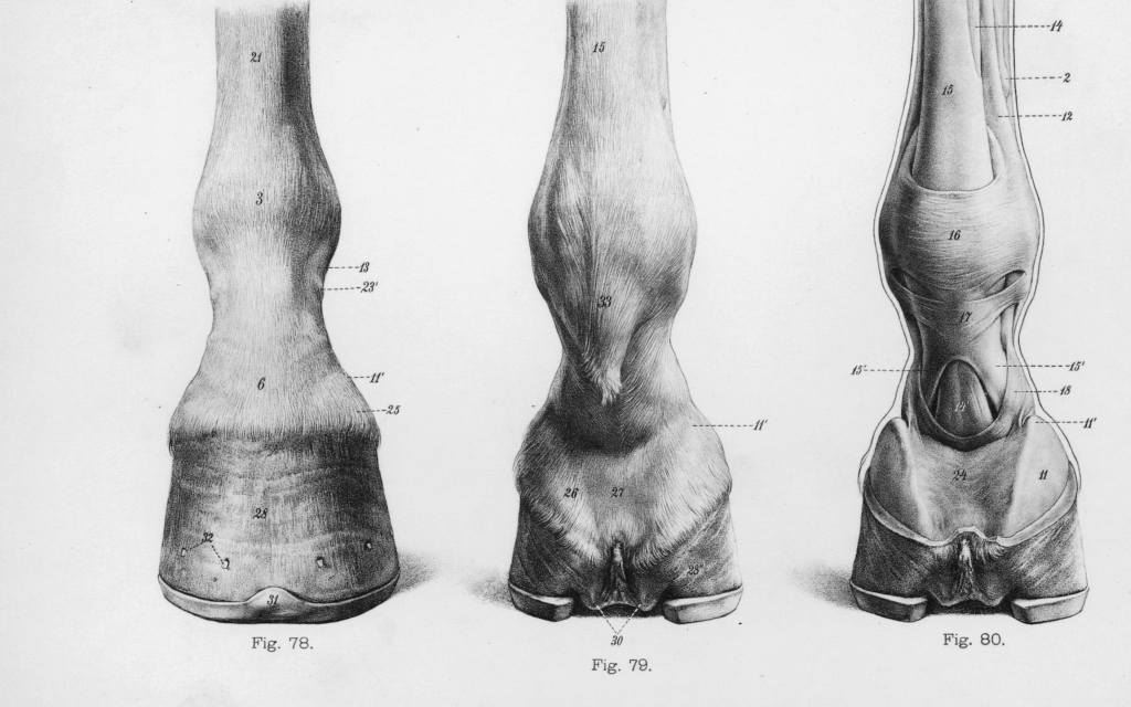 Structure of the hoof