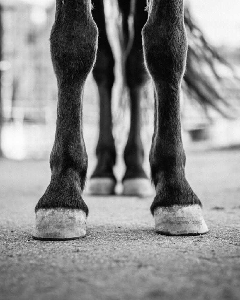 Black-and-white close-up of a horse’s front legs and hooves standing on pavement.