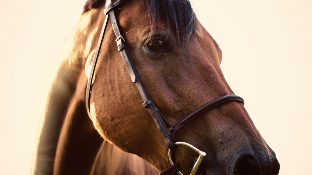 Close-up of a bay horse wearing a bridle, lit by warm evening sunlight against a soft, bright background.