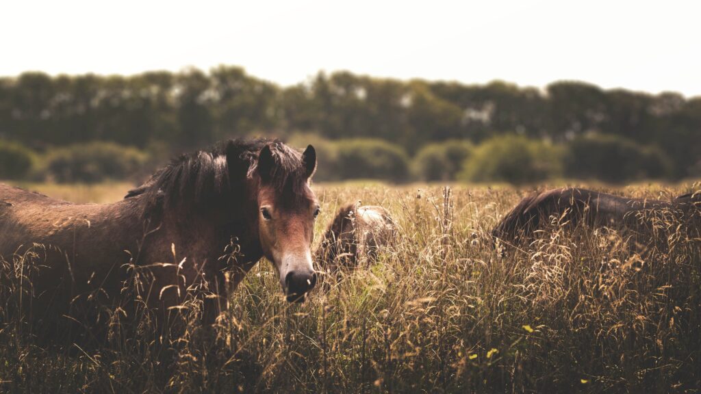 Horses grazing calmly in tall natural grass on an open meadow, showing relaxed posture and social herd behaviour in a natural environment.