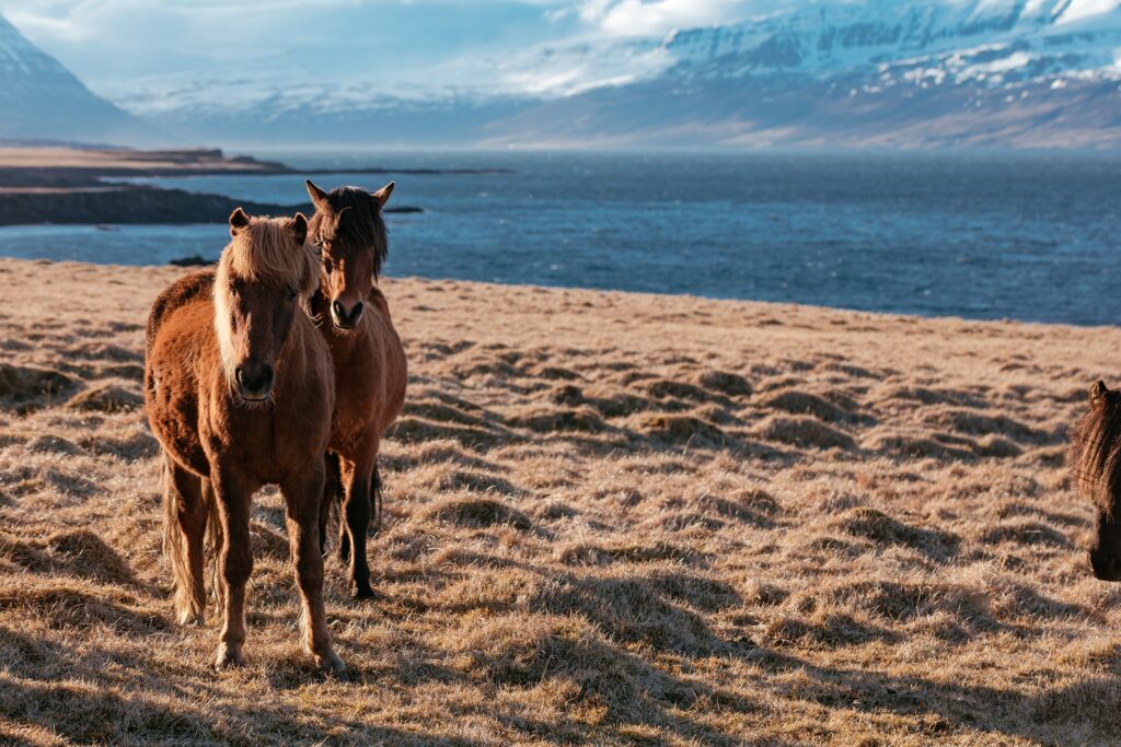 Two horses standing freely in an open coastal landscape with mountains and sea, representing natural movement, space, and species-appropriate horse welfare.