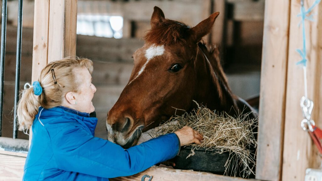 Woman replaces straw bedding in horse stable.