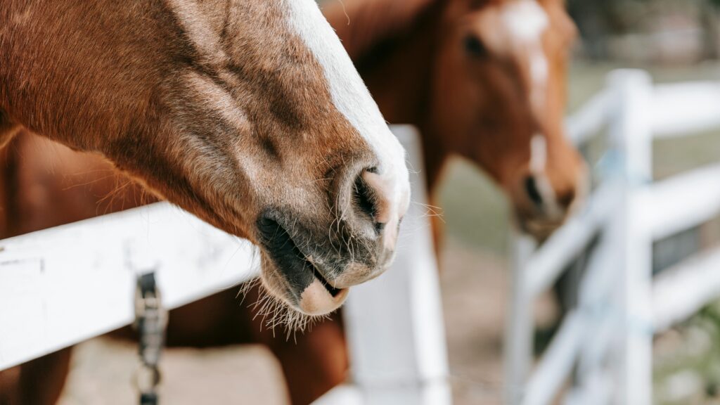 Two horse heads sticking their heads out of their stall in the stable.