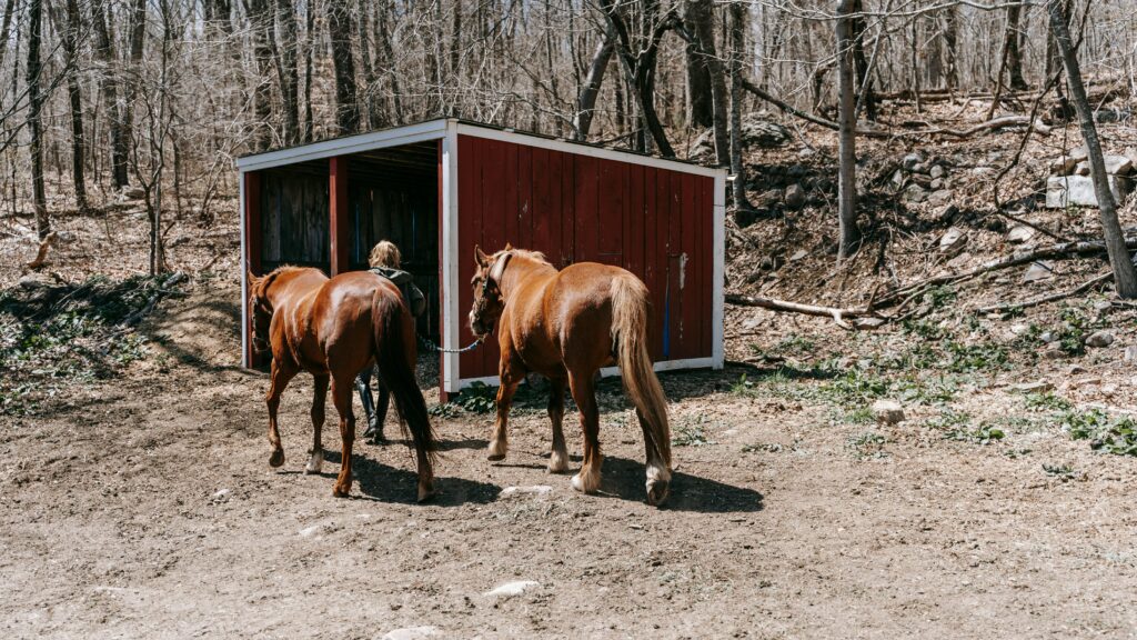 Two horses in a paddock with a woman leading the horses to two shelters.