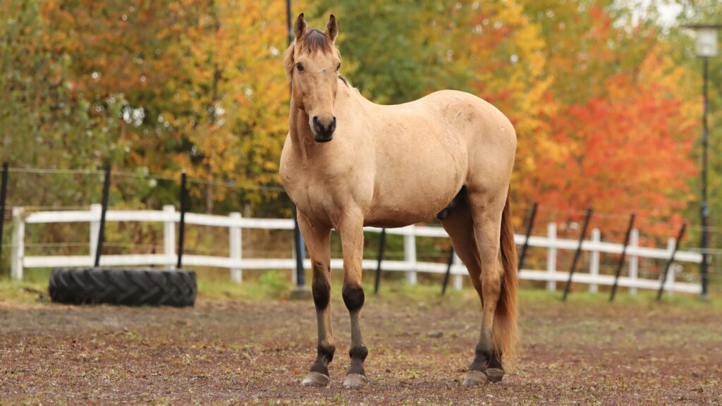 A horse in a paddock. In the background, a tractor trailer on the ground and a white fence.