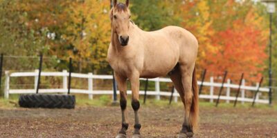 A horse in a paddock. In the background, a tractor trailer on the ground and a white fence.