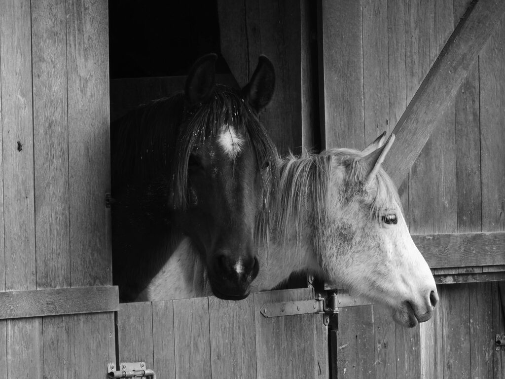 Two horses are looking out of the door of a stable.
