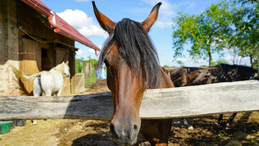 A horse holds its head over the wooden fence. In the background, another horse can be seen running away.