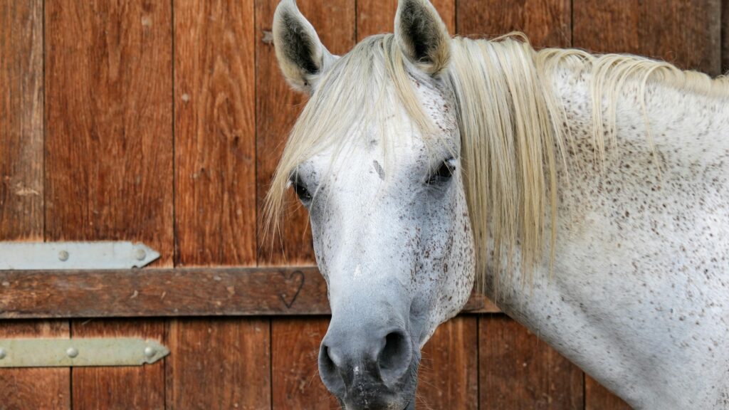 A horse turns its head to the left and looks directly into the camera.