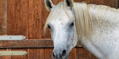 A horse turns its head to the left and looks directly into the camera.