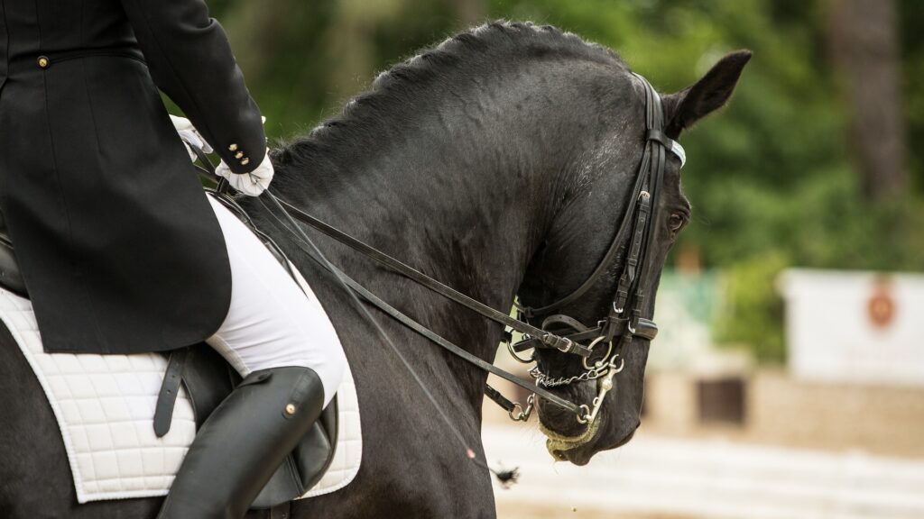 Dressage rider in formal attire riding a black horse in a double bridle, shown in side profile in an outdoor arena.