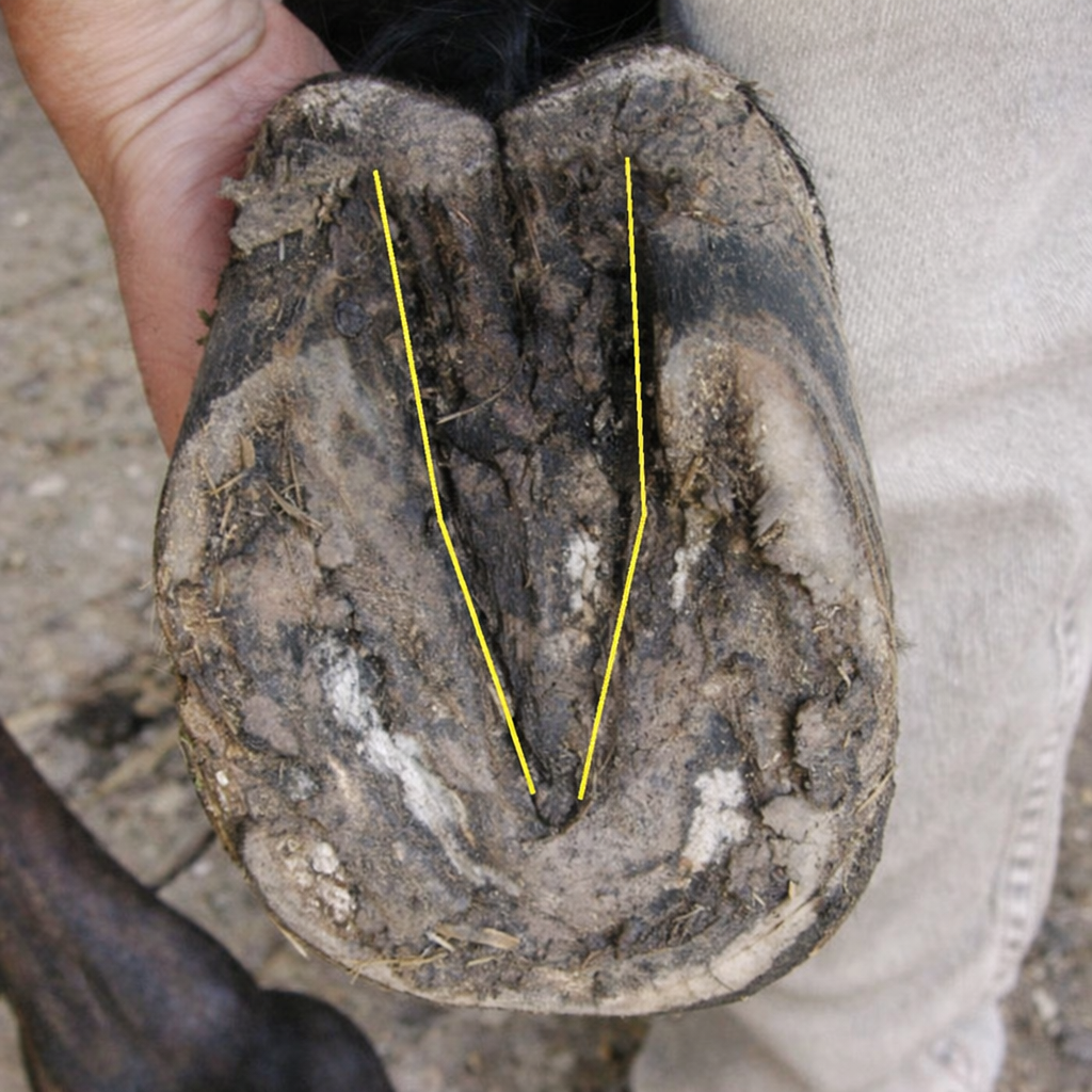 Close-up of the underside of a horse hoof with contracted heels and a narrow central sulcus, marked by two yellow V-shaped guide lines.