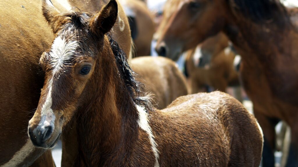 Brown foal with a white blaze and damp mane standing close to adult horses in a herd.
