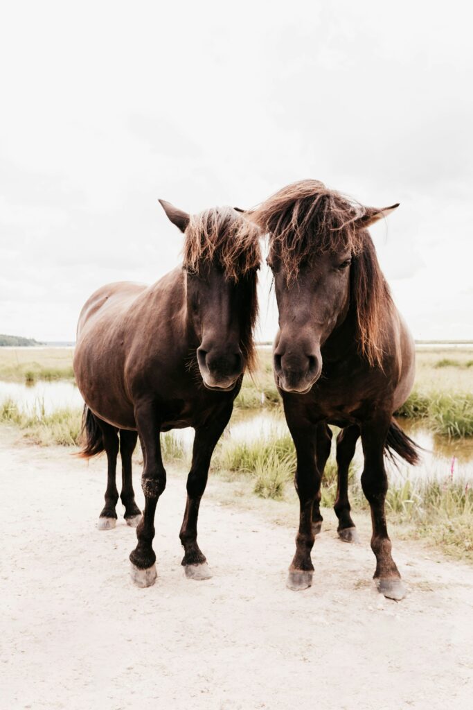 Two dark horses with long manes standing side by side on a sandy path near wetland grass and water.
